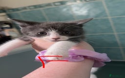 Mixed Breed cats for sale: Kittens for sale  - Image 7