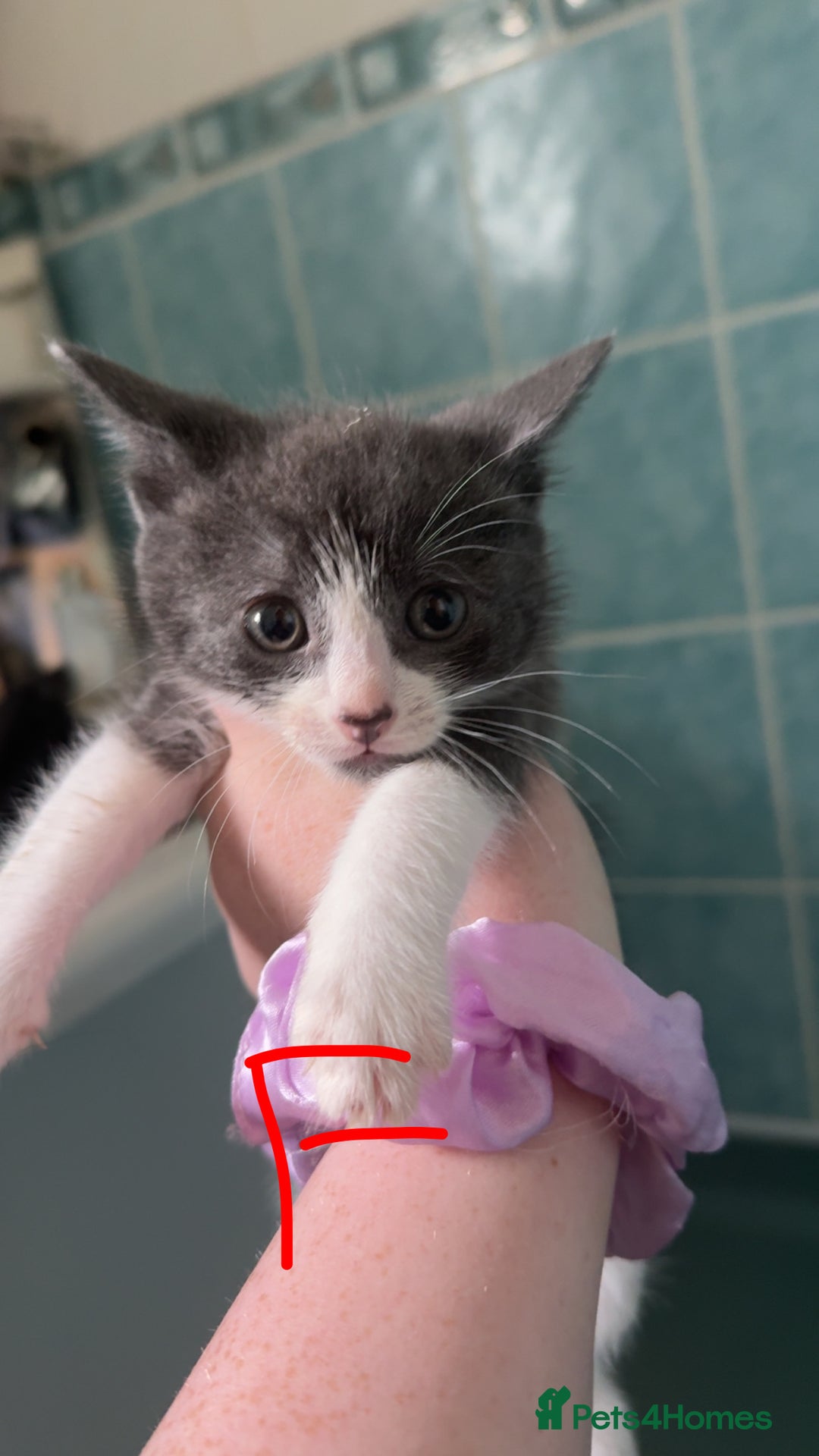 Mixed Breed cats for sale: Kittens for sale  - Image 7