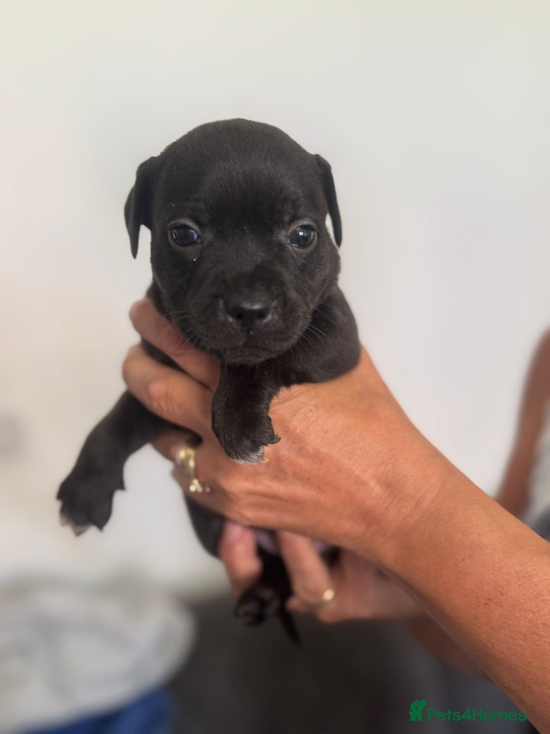 Staffordshire Bull Terrier dogs for sale: Staffordshire bull terrier pups - Image 7