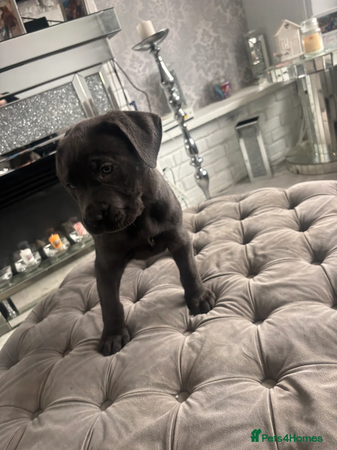 Neapolitan Mastiff dogs for sale: Neapolitan mastiff champion bloodline - Advert 9