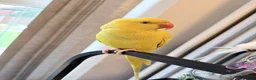 Ringnecks birds for sale: Beautiful Indian ringnecks rare albino & yellow  - Advert 5