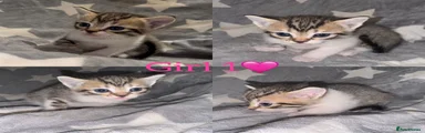 Mixed Breed Kitten 3