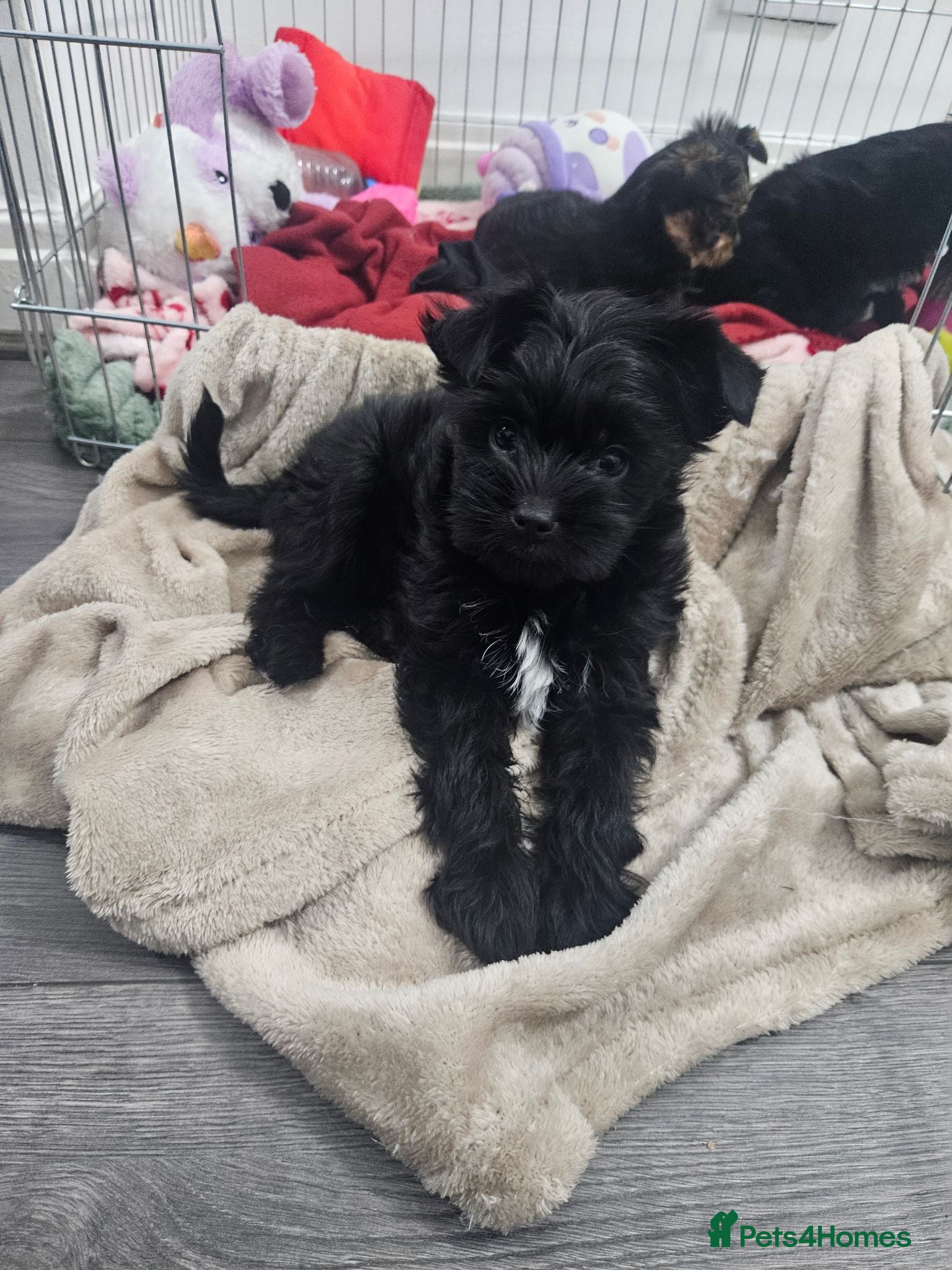 Yorkshire Terrier dogs Yorkshire terrier Ready to leave - Advert 1