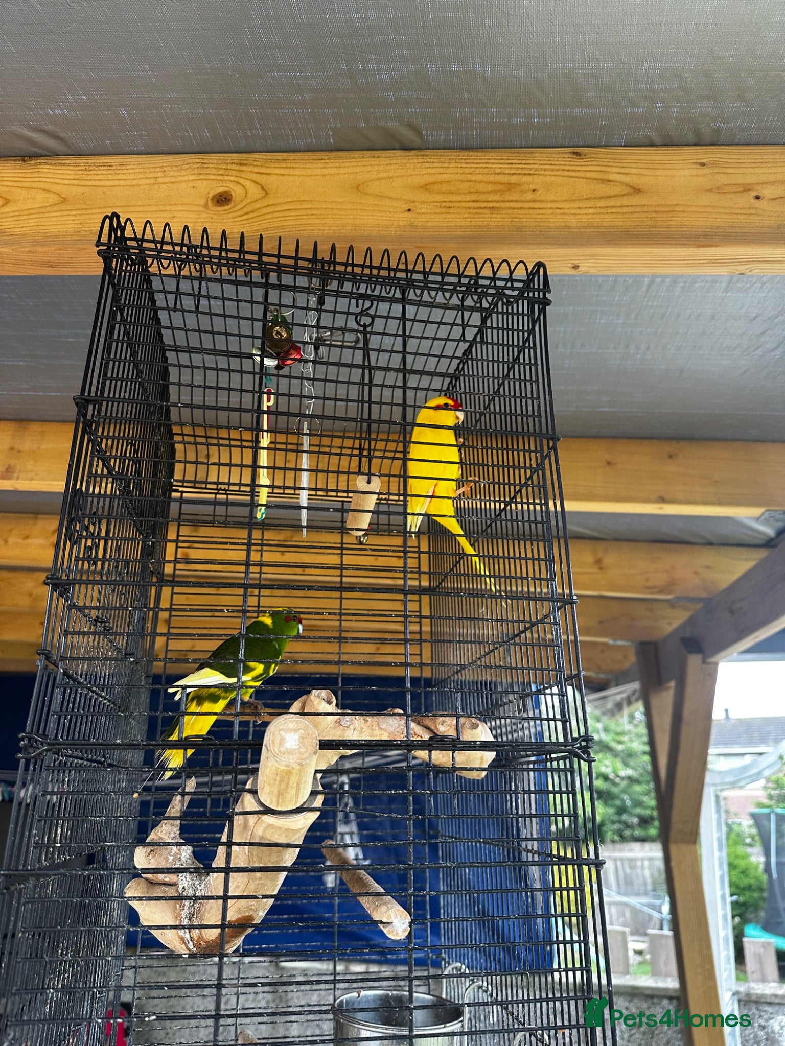 Parrots birds 2 parrots for sale  - Advert 1