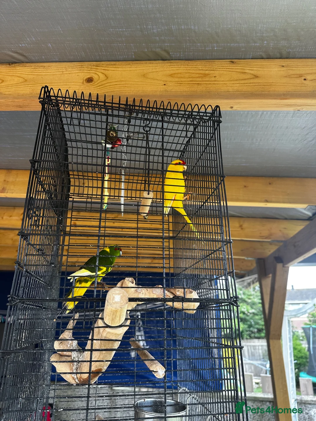 Parrots birds for sale: 2 parrots for sale  in Bristol - Advert 1
