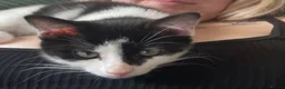 Mixed Breed cats for sale: 19 weeks male kitten - Advert 3