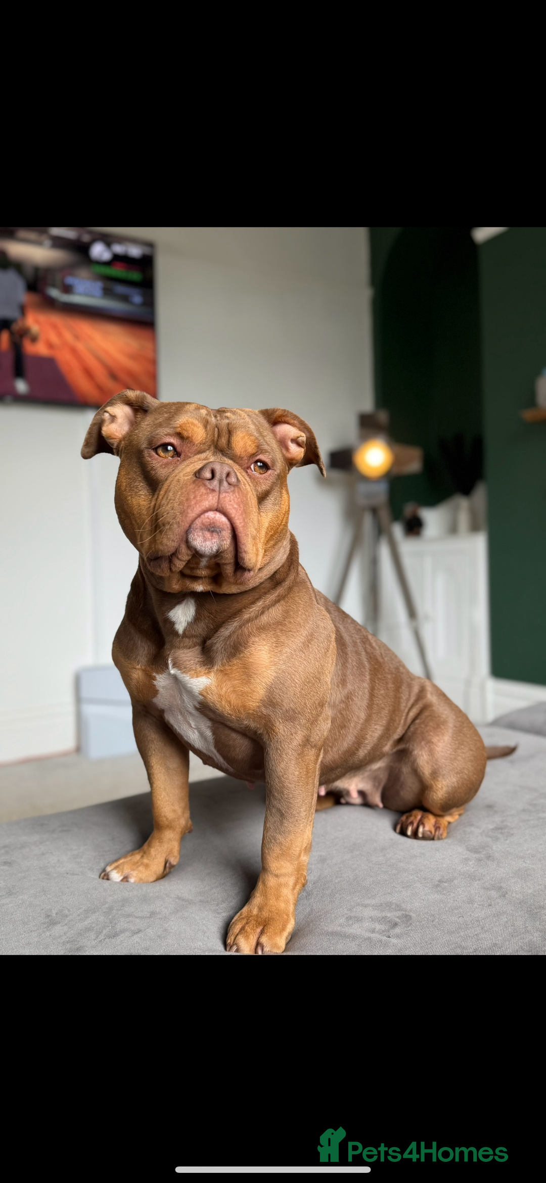 American Bully dogs for sale: 💙🐾 2 Stunning American Pocket Bully Puppies 🐾💙 - Advert 2