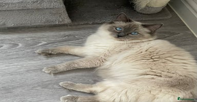 Ragdoll cats - Advert 16