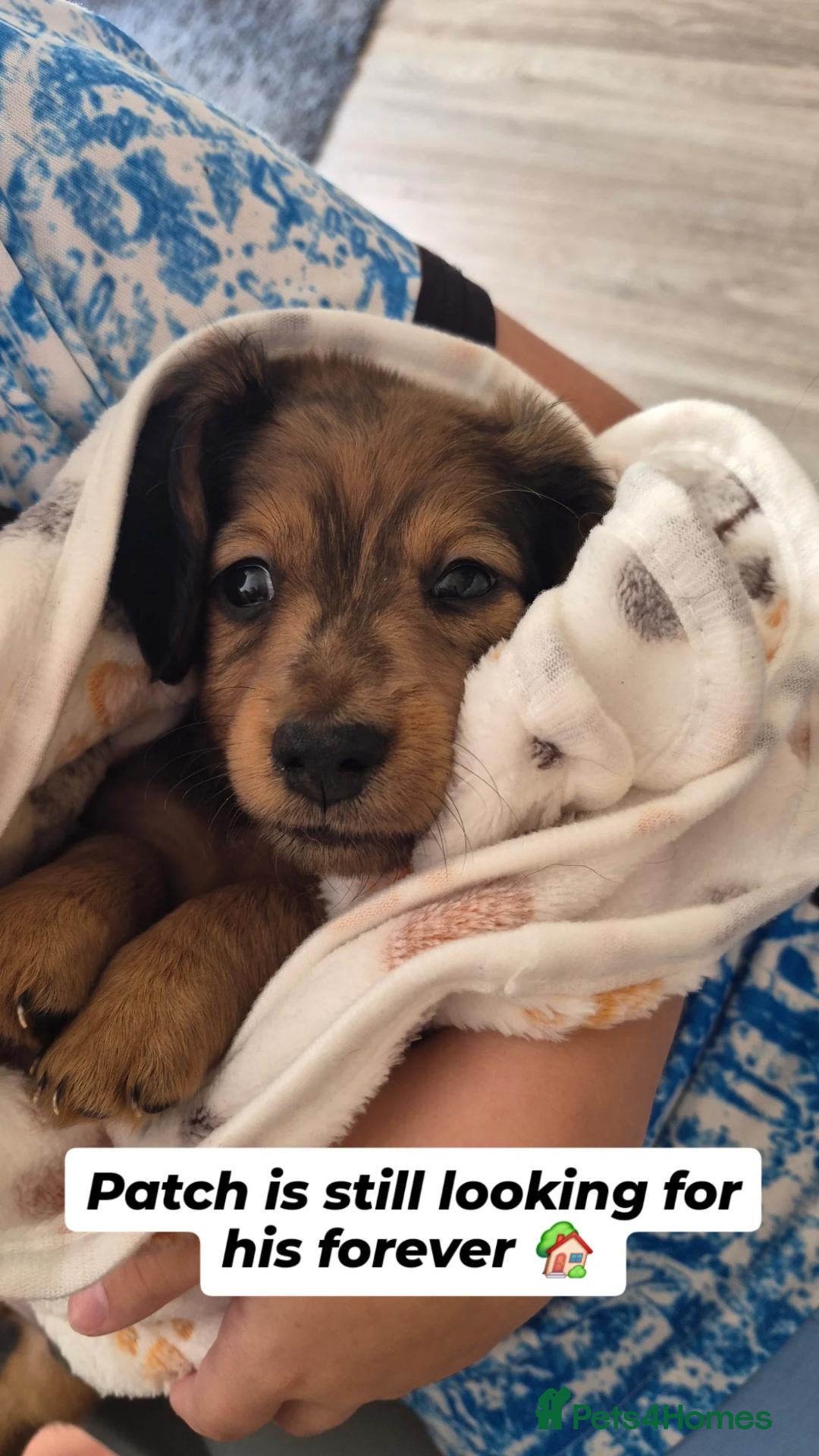 Miniature Dachshund dogs 4 beautiful long haired miniature dachshund pups - Advert 12