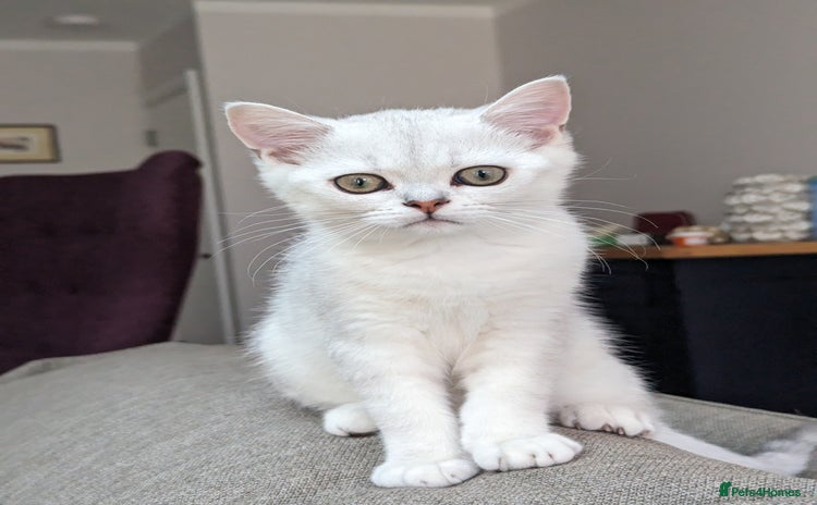 British Shorthair cats - Advert 1