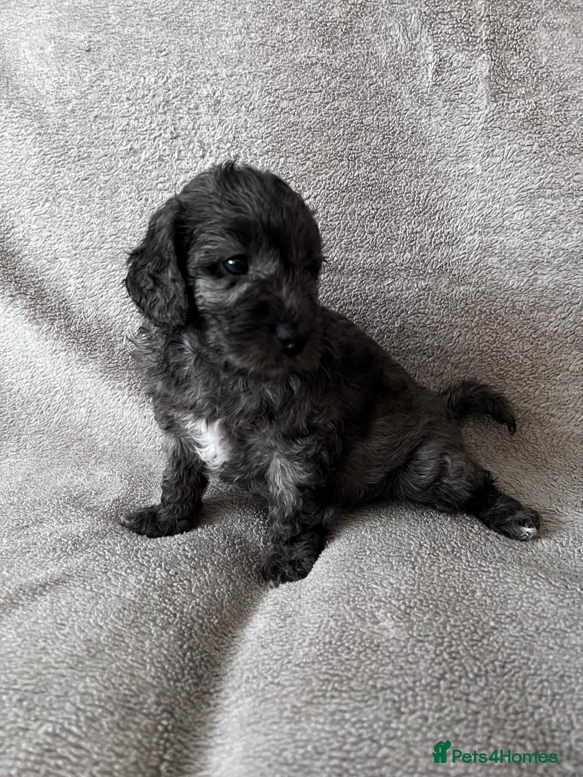 Cockapoo dogs for sale: GORGEOUS COCKAPOO PUPPIES🐾 - Advert 1