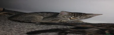 Mixed Breed 2