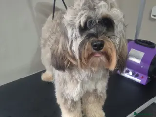 Cockapoo dogs Beautiful cockapoo puppies - Advert 6