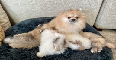 Pomeranian dogs - Advert 3