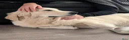 Golden Retriever dogs for sale: Mr Neo - Advert 6