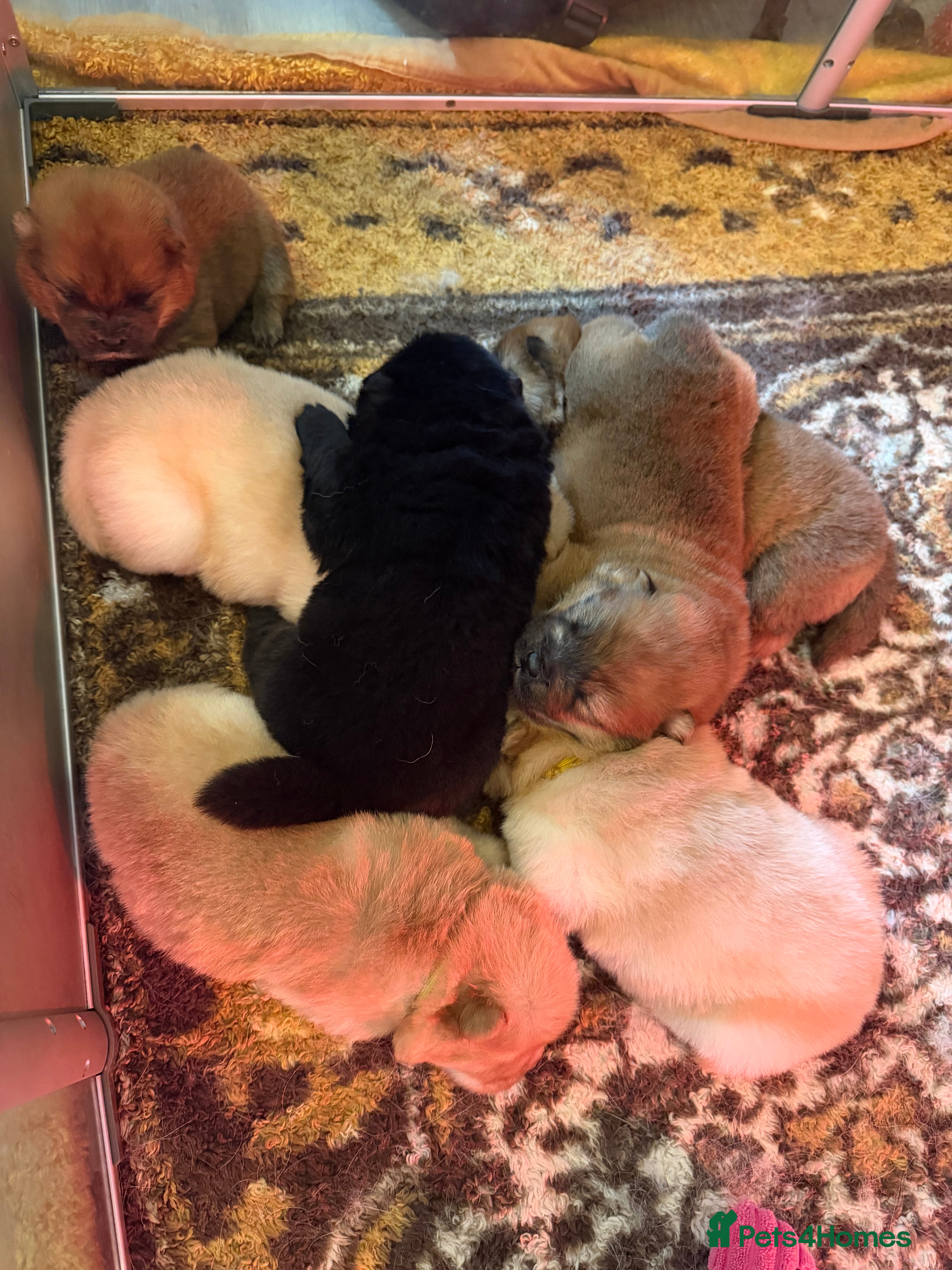Chow Chow dogs KC Registered Chow Chow Puppies ❤️ - Advert 6