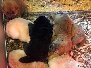 Chow Chow dogs KC Registered Chow Chow Puppies ❤️ - Advert 6