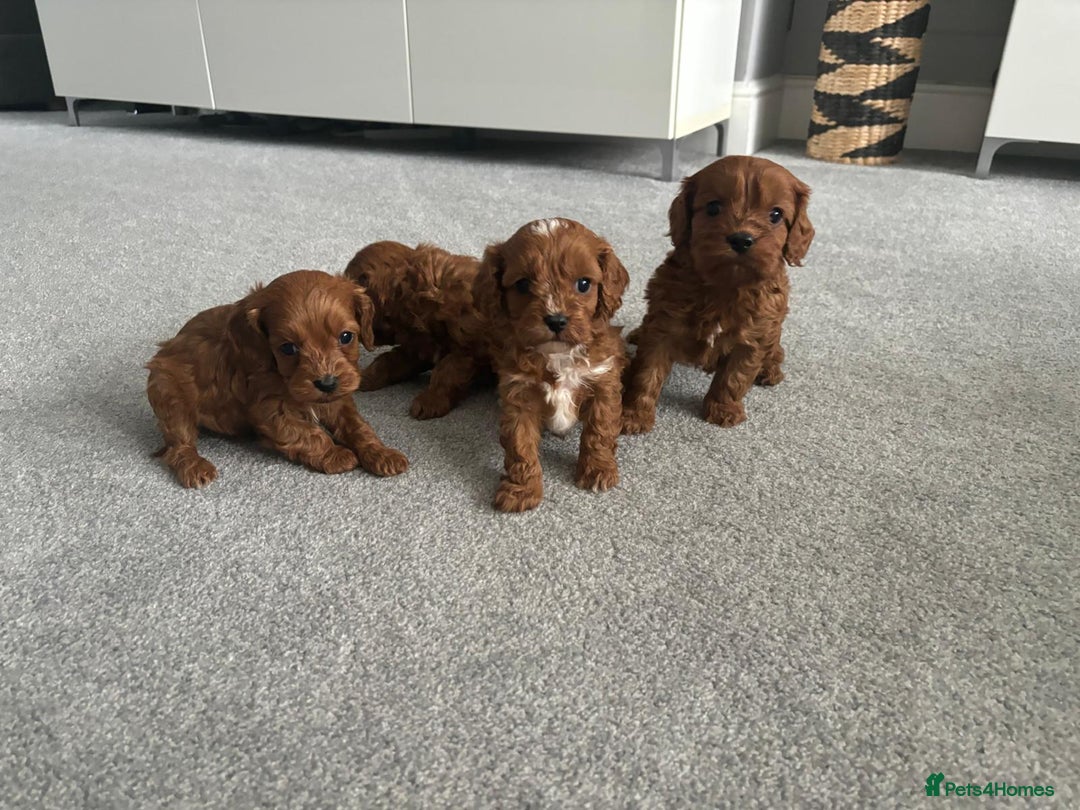 Cavapoo dogs for sale: F1 toy cavapoos health tested  - Image 13