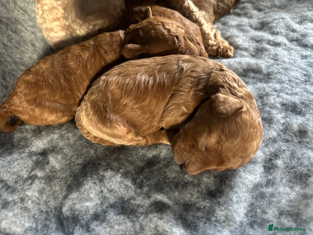 Toy Poodle dogs for sale: KC Registered Toy Poodle puppies - Image 4