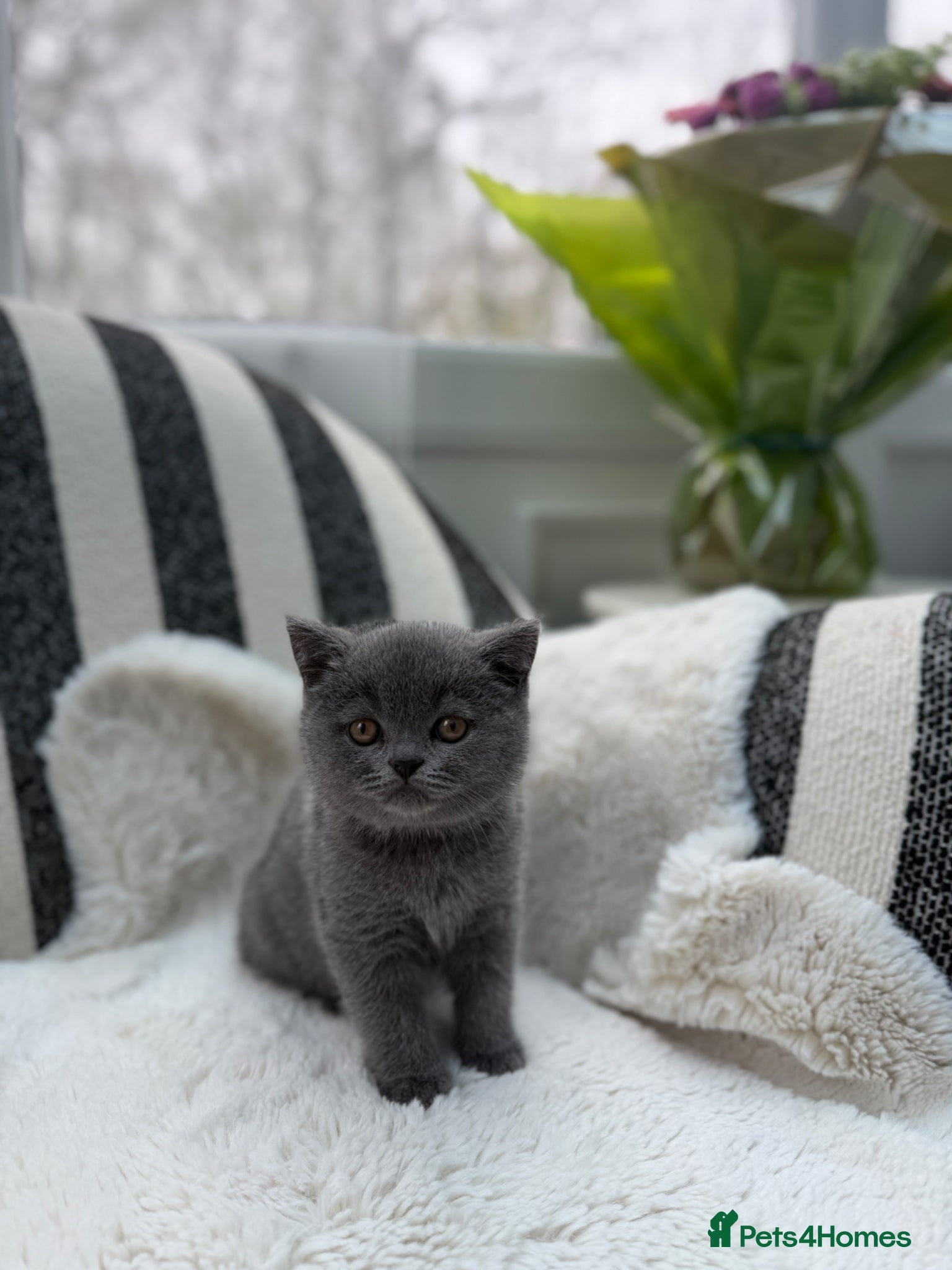 British Shorthair cats British Shorthair 💝 - Advert 14