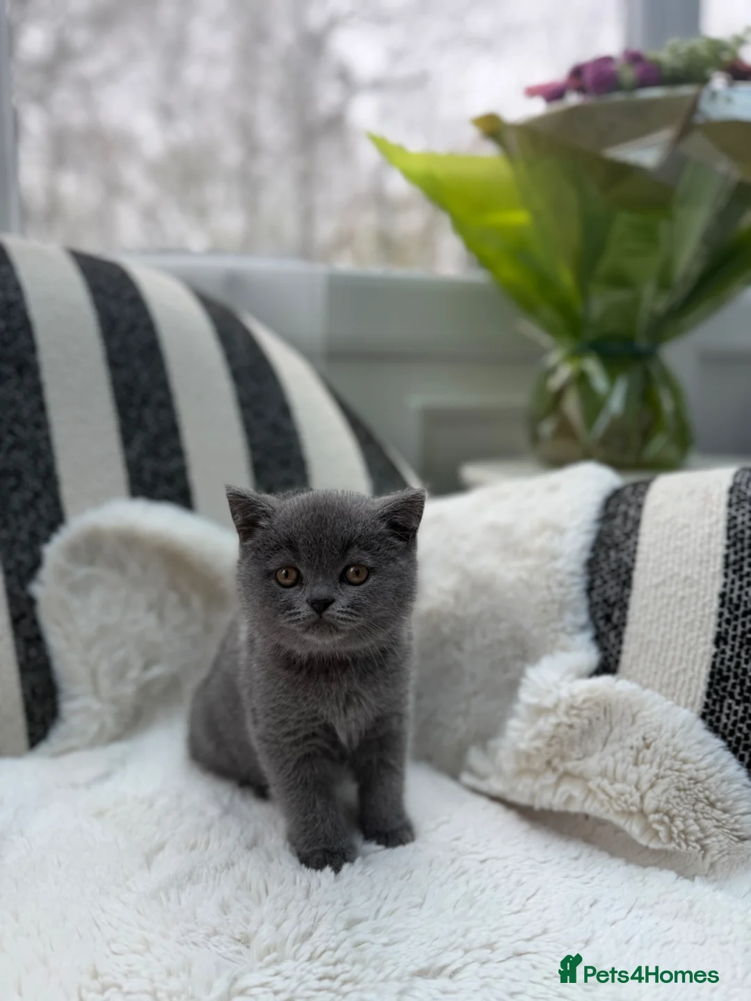 British Shorthair cats for sale: British Shorthair 💝 - Advert 1