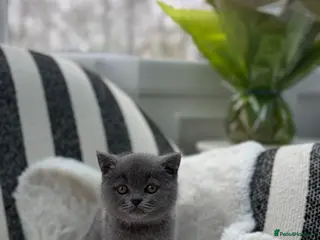 British Shorthair cats British Shorthair 💝 - Advert 14