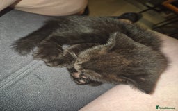 British Shorthair cats for sale:  Female chocolate British shorthair ready now! - Image 7