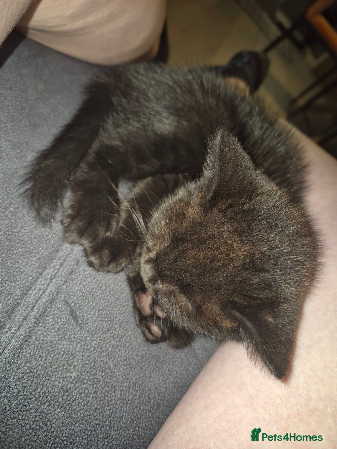 British Shorthair cats for sale:  Female chocolate British shorthair ready now! - Image 7