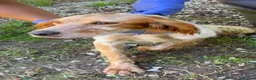 English Setter dogs for adoption: Nacho in Tonypandy - Advert 5