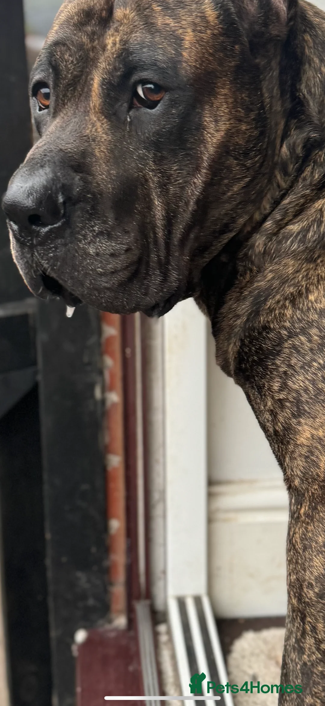 Presa Canario dogs for sale: 5 year old male presa canario  - Advert 1