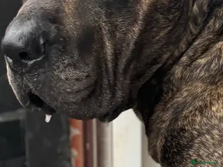 Presa Canario dogs 5 year old male presa canario - Advert 1