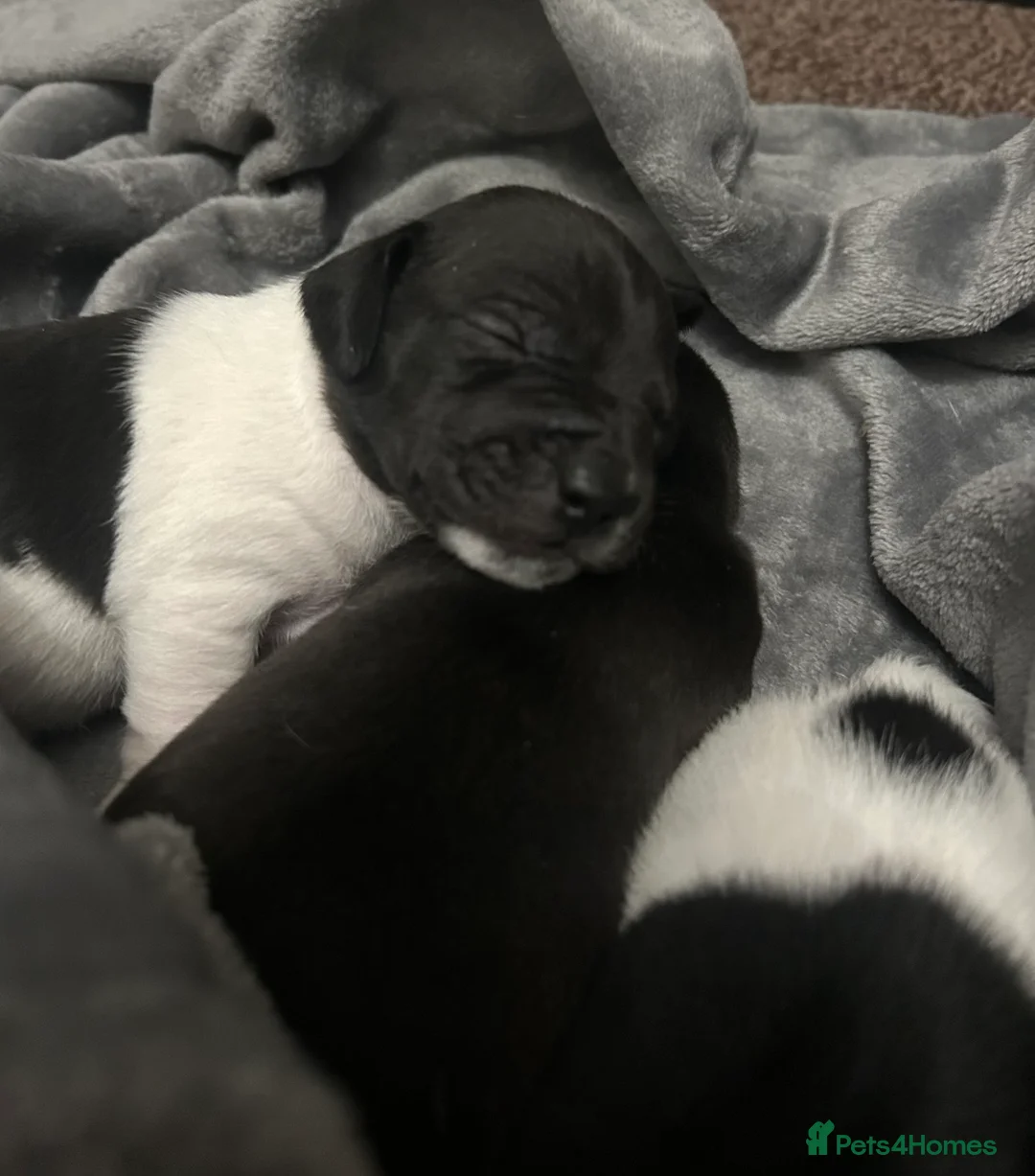 Jack Russell dogs for sale: Beautiful Jack Russell babies  - Advert 15