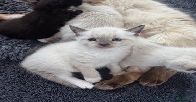 Ragdoll cats - Advert 3