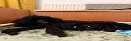 Standard Poodle dogs for sale: Exceptional Standard Poodle Puppies  - Advert 4