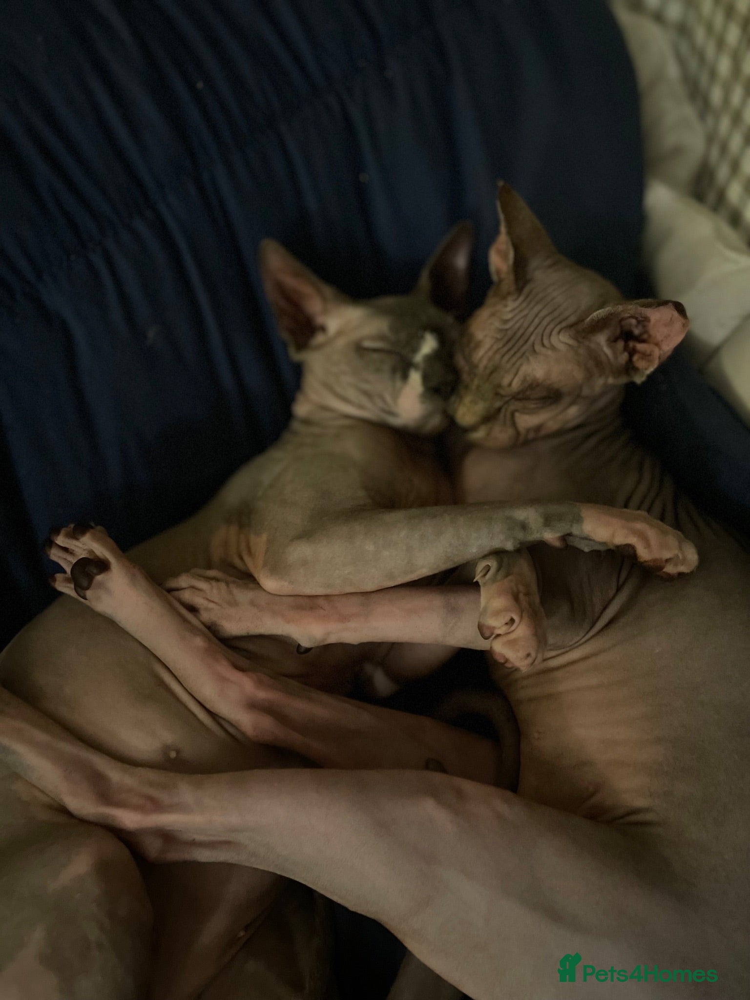 Sphynx cats Adorable sphynx adult cats  - Advert 2