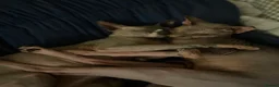 Sphynx cats for sale: Adorable sphynx adult cats  - Advert 1