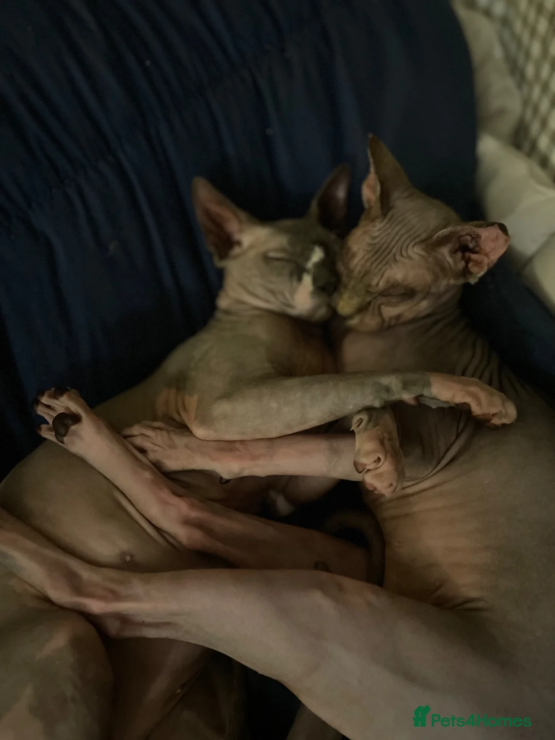 Sphynx cats for sale: Adorable sphynx adult cats  - Advert 1