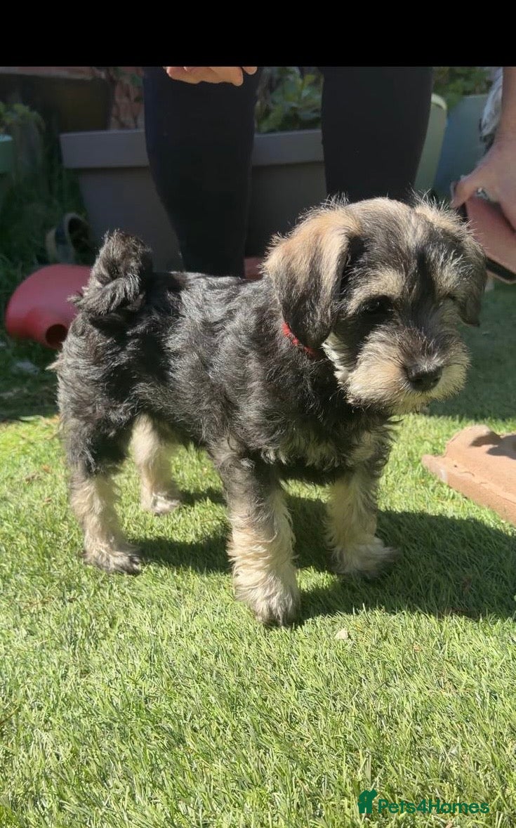 Schnoodle dogs 4 Beautiful loving, Schnoodles, Schnauzer X Poodle - Advert 2