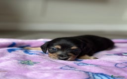 Miniature Dachshund dogs for sale: Long haired miniature dachshunds  - Image 12