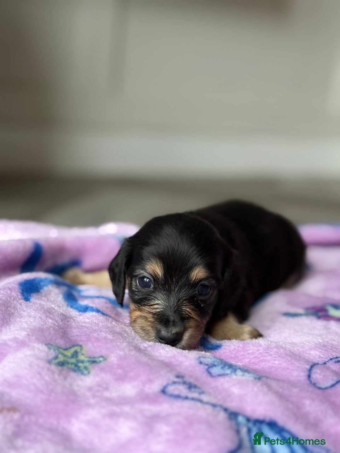 Miniature Dachshund dogs for sale: Long haired miniature dachshunds  - Image 12