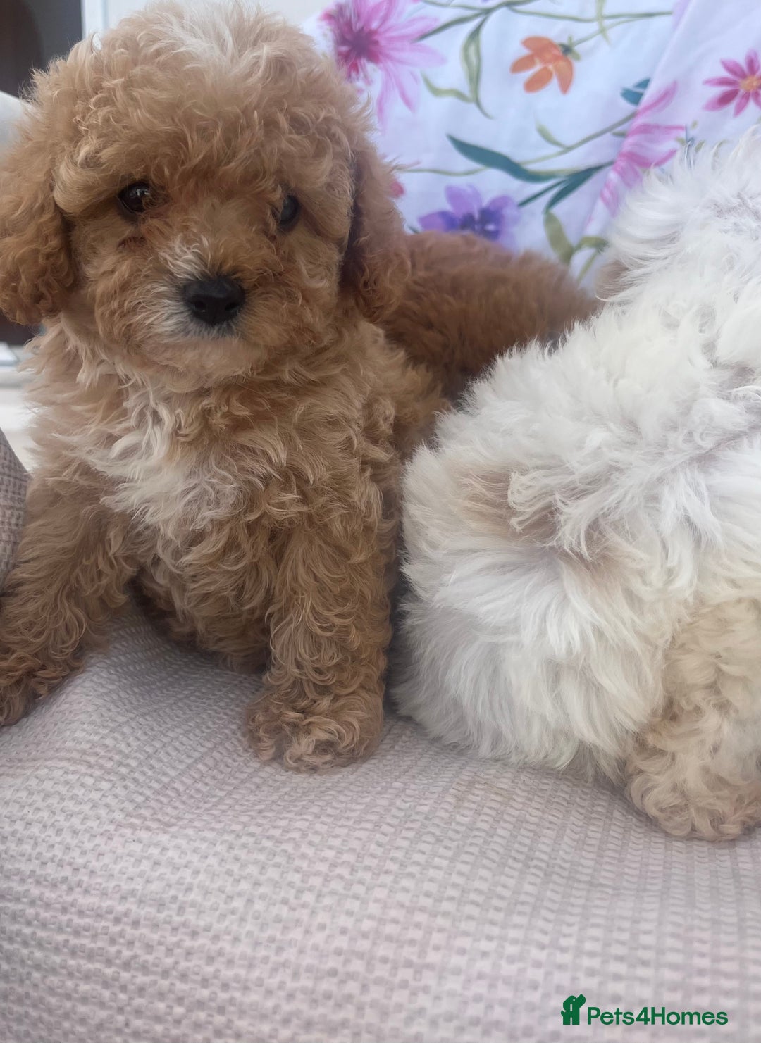 Cavapoo dogs for sale: Cavapoo puppies - Image 9