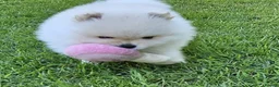 Pomeranian dogs for sale: Amazing Pomeranian ** Pure White colour puppy  - Advert 7