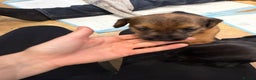 Mixed Breed dogs for sale: Patterdale terrier x cocker spaniel puppy’s  - Advert 7