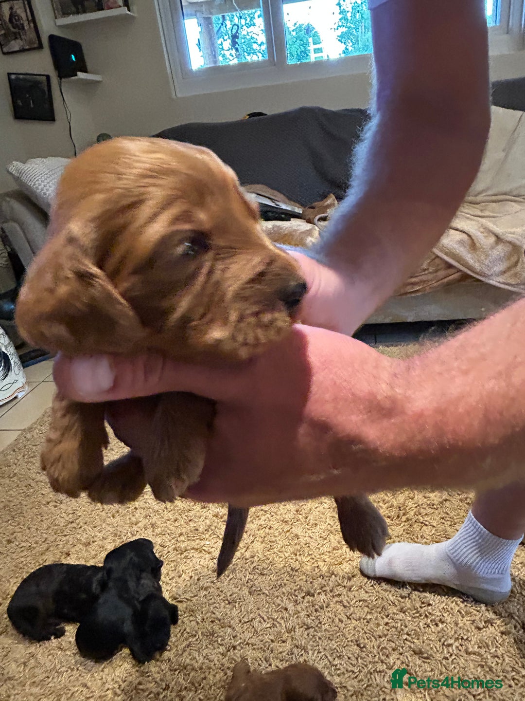 Cockapoo dogs for sale: Cockapoos puppies  - Image 16