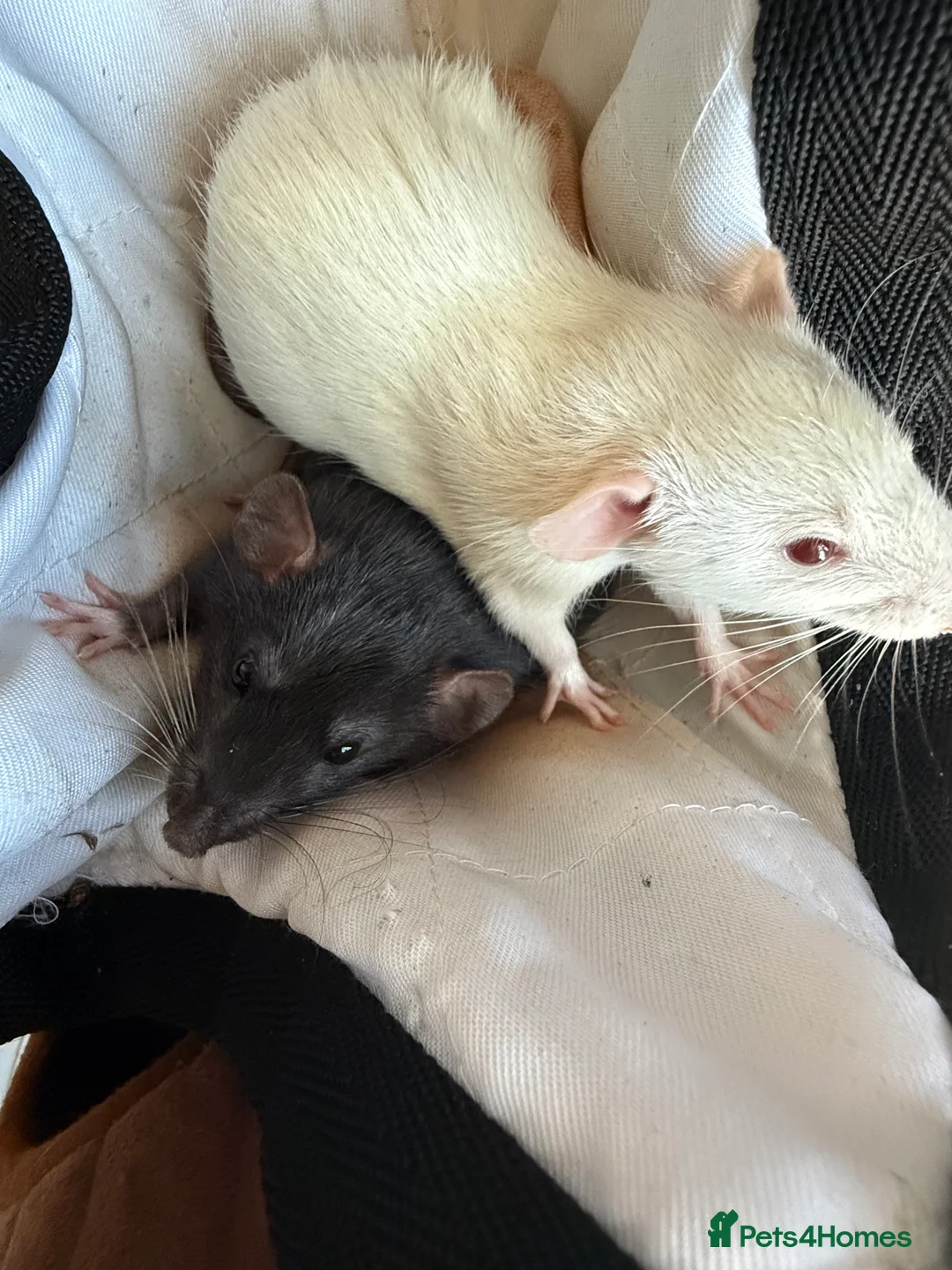 Rat rodents for sale: 2 Dumbo rats - Advert 3