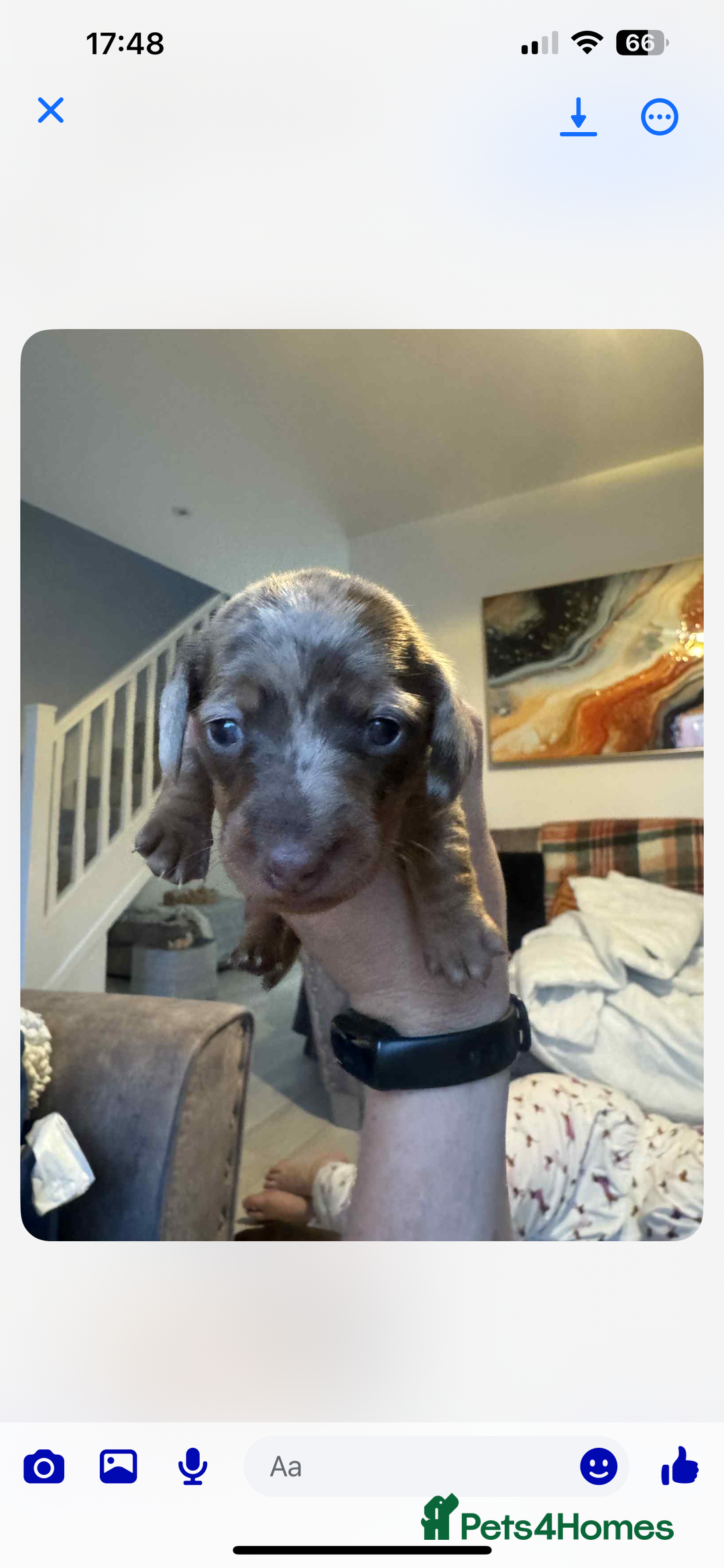 Dachshund dogs for sale: 1 boy 3 girls  - Image 3