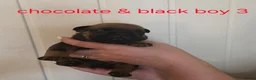 Mixed Breed dogs for sale: English Bull Chows in Basildon - Advert 16
