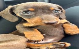 Miniature Dachshund dogs for sale: Miniature dachshunds - Image 38