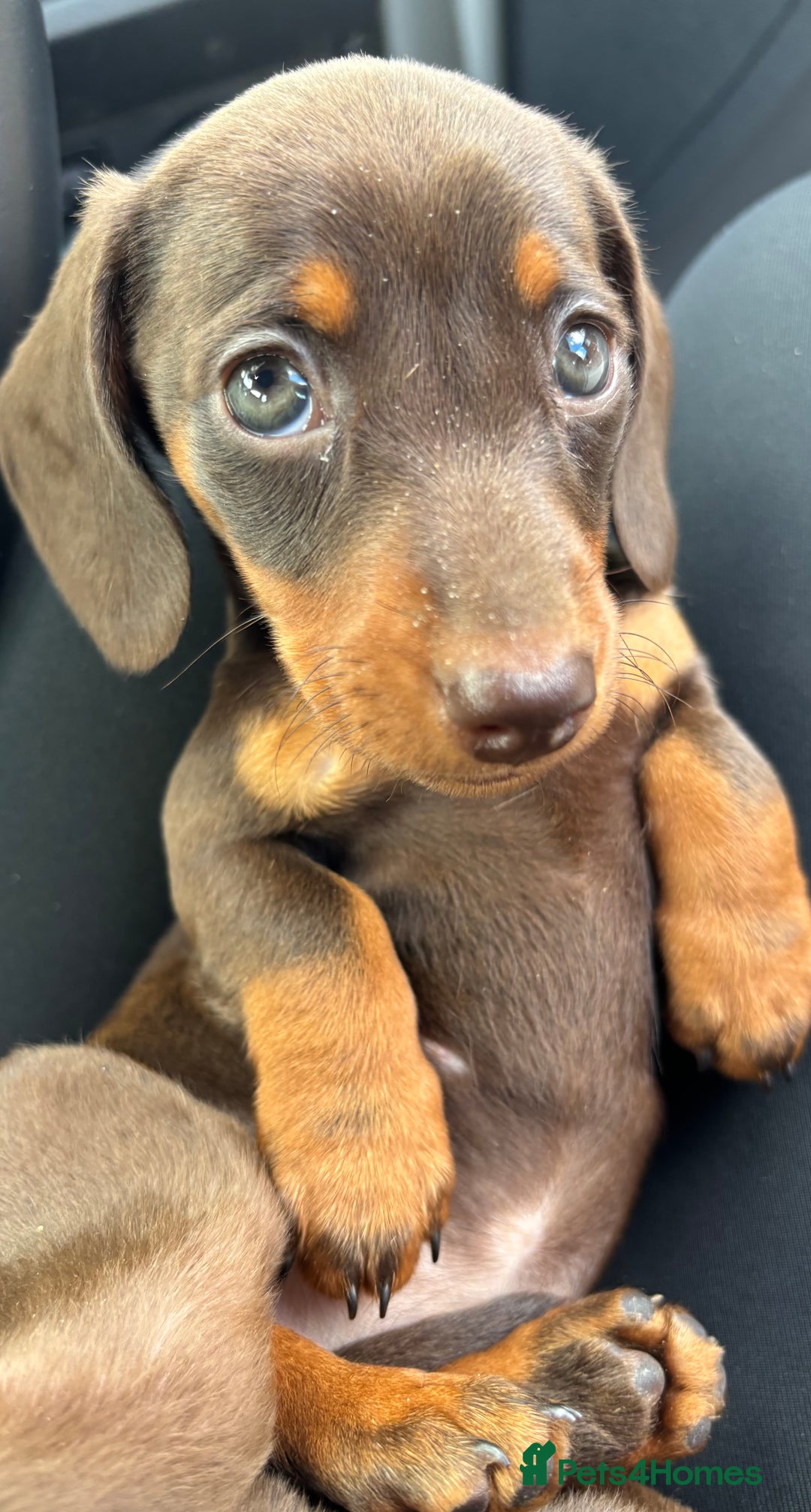 Miniature Dachshund dogs for sale: Miniature dachshunds - Image 38