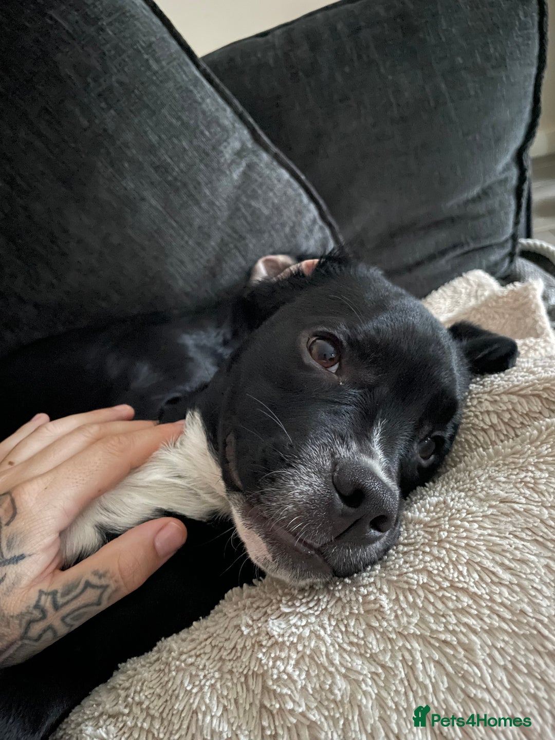 Mixed Breed dogs for sale: Ronnie and Reggie  - Advert 17